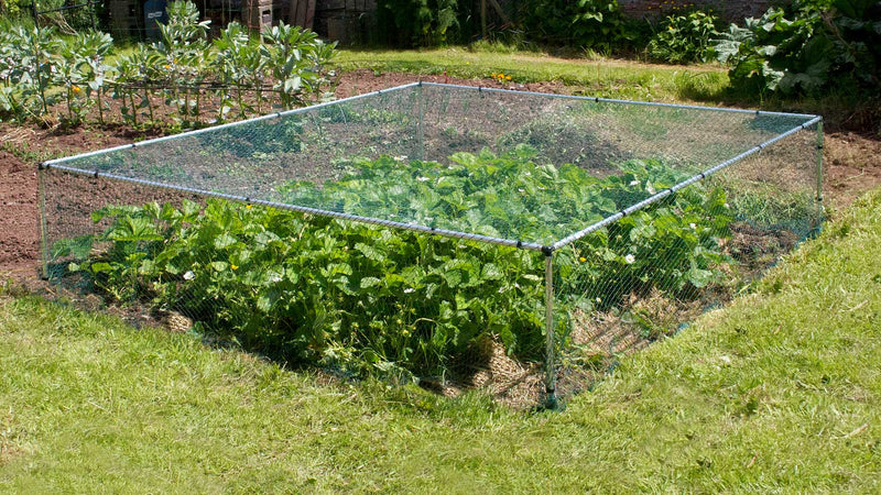 MainframeDirect -strawberry cage on veg patch
